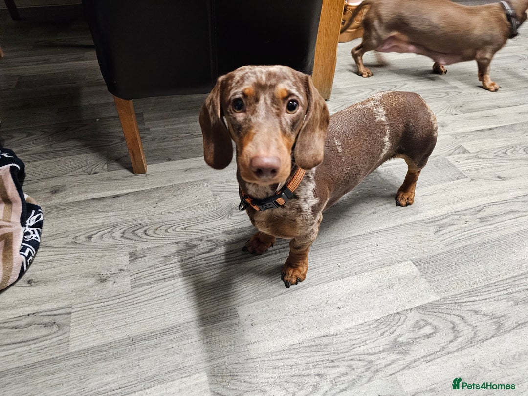 Dachshund dogs for sale: Stunning litter off pup  - Image 3