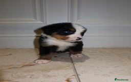 Bernese Mountain Dog dogs for sale: Bernese Mountain Dog Pups  - Image 7