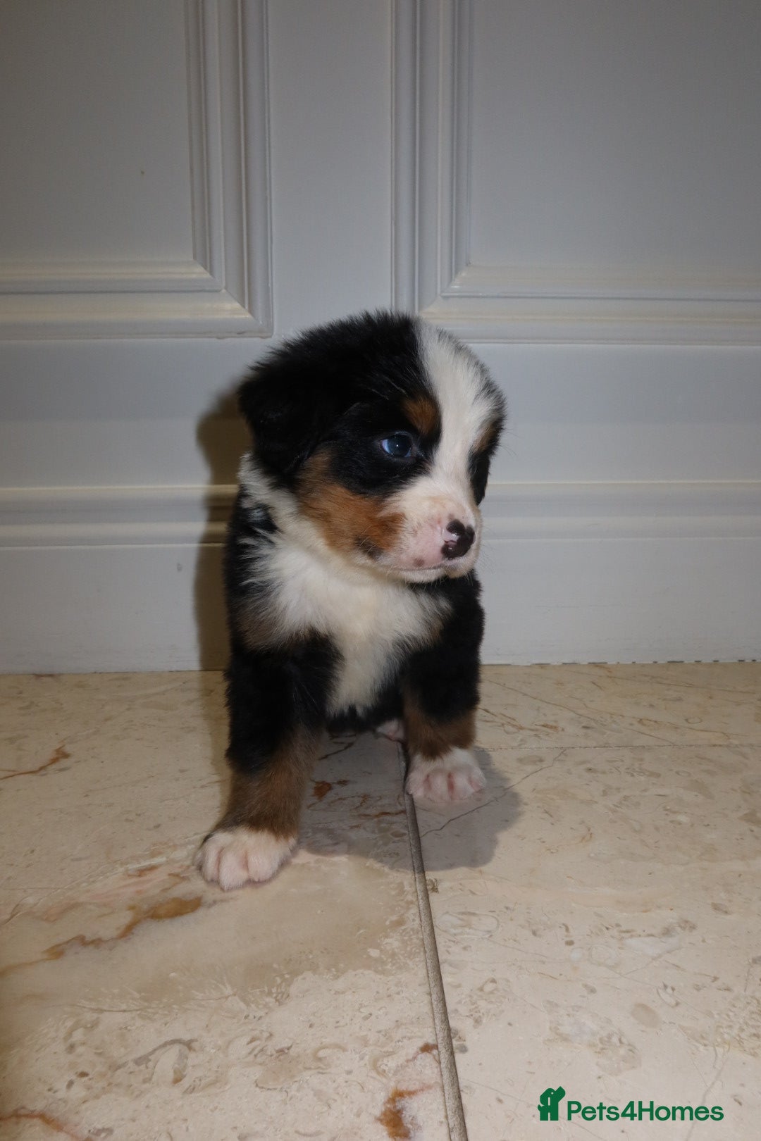Bernese Mountain Dog dogs for sale: Bernese Mountain Dog Pups  - Image 7