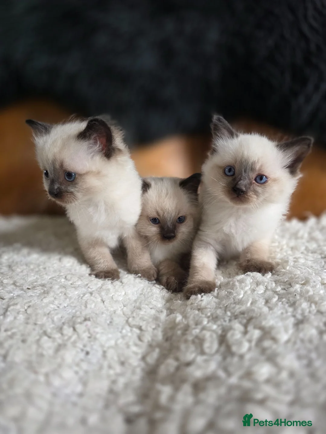 Ragdoll cats for sale: Gorgeous Ragdoll Kittens - Advert 2
