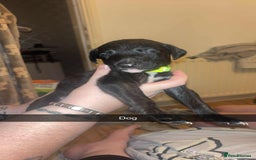 Lurcher dogs for sale: Lurcher puppies - Image 3