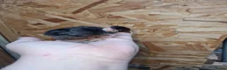 Chickens poultry for sale: Duckling and chicks available - Advert 2