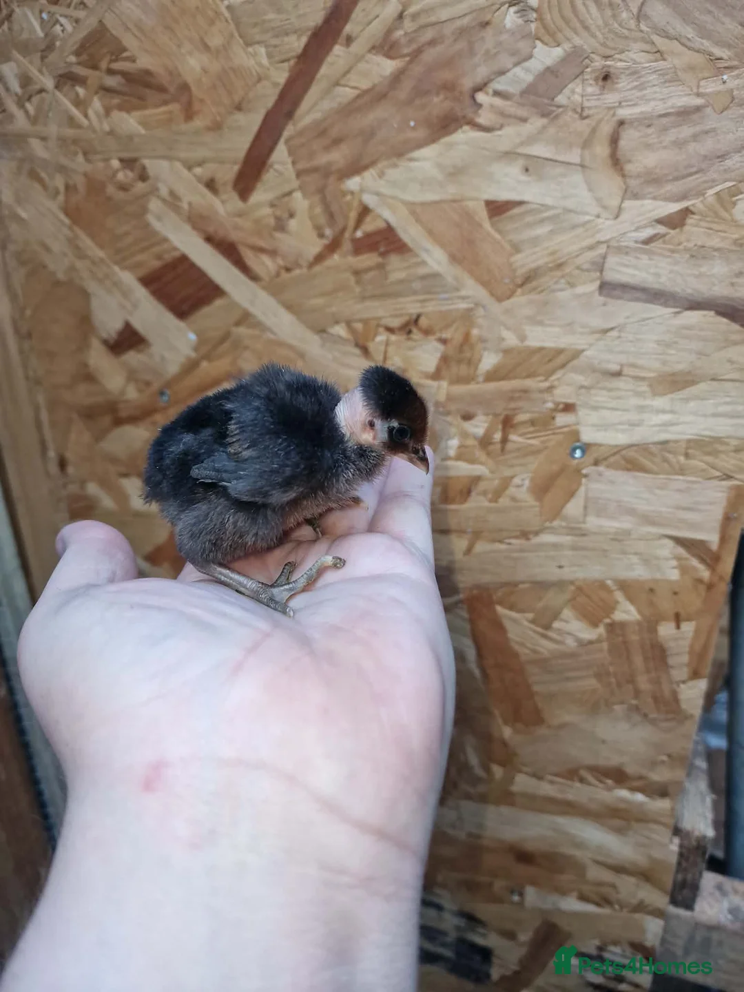 Chickens poultry for sale: Duckling and chicks available - Advert 2