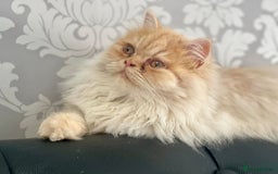 Mixed Breed cats for sale: Health Tested Perdolls - Image 18