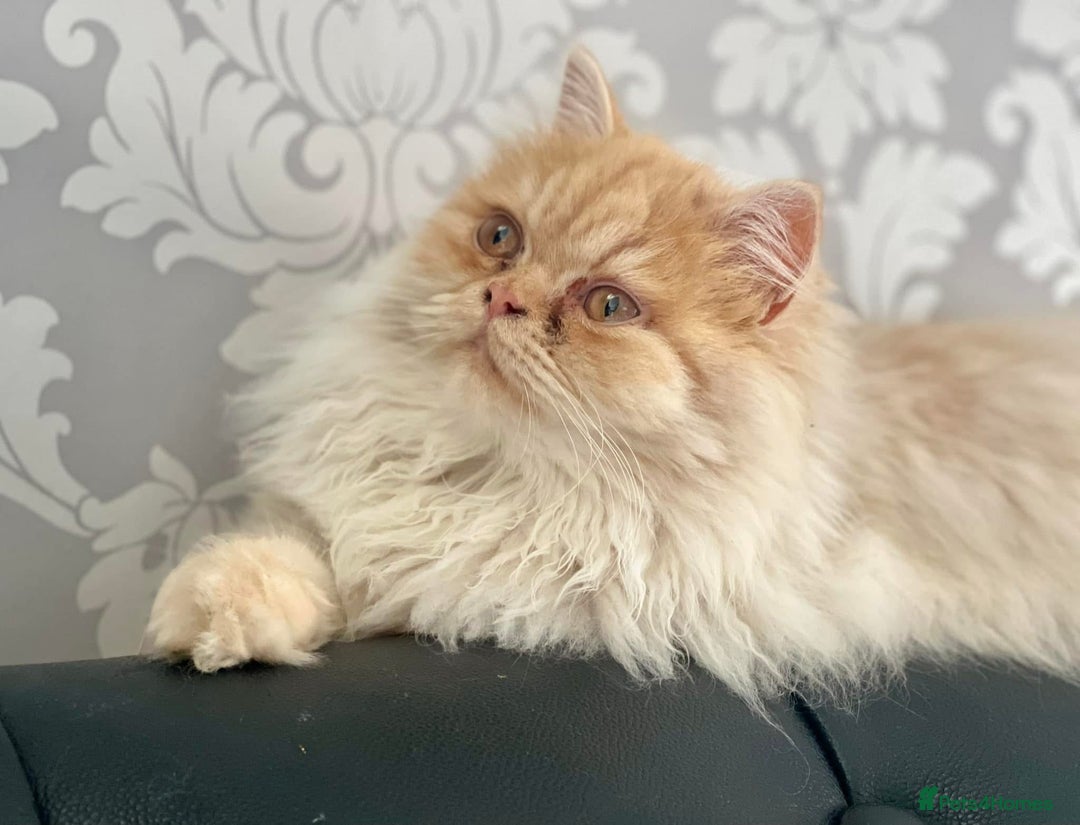 Mixed Breed cats for sale: Health Tested Perdolls - Image 18