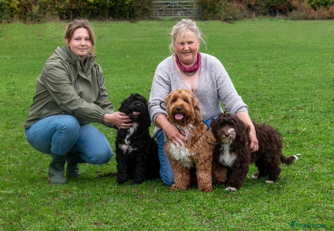 Mixed Breed dogs for sale: Authentic Annetteslabradoodles/Cobberdogs - Advert 11