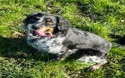 Mixed Breed dogs for sale: Sprollie x husky puppies  - Image 19