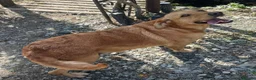 Goldador dogs for sale: Friendly happy healthy Goldador Girl - Advert 3