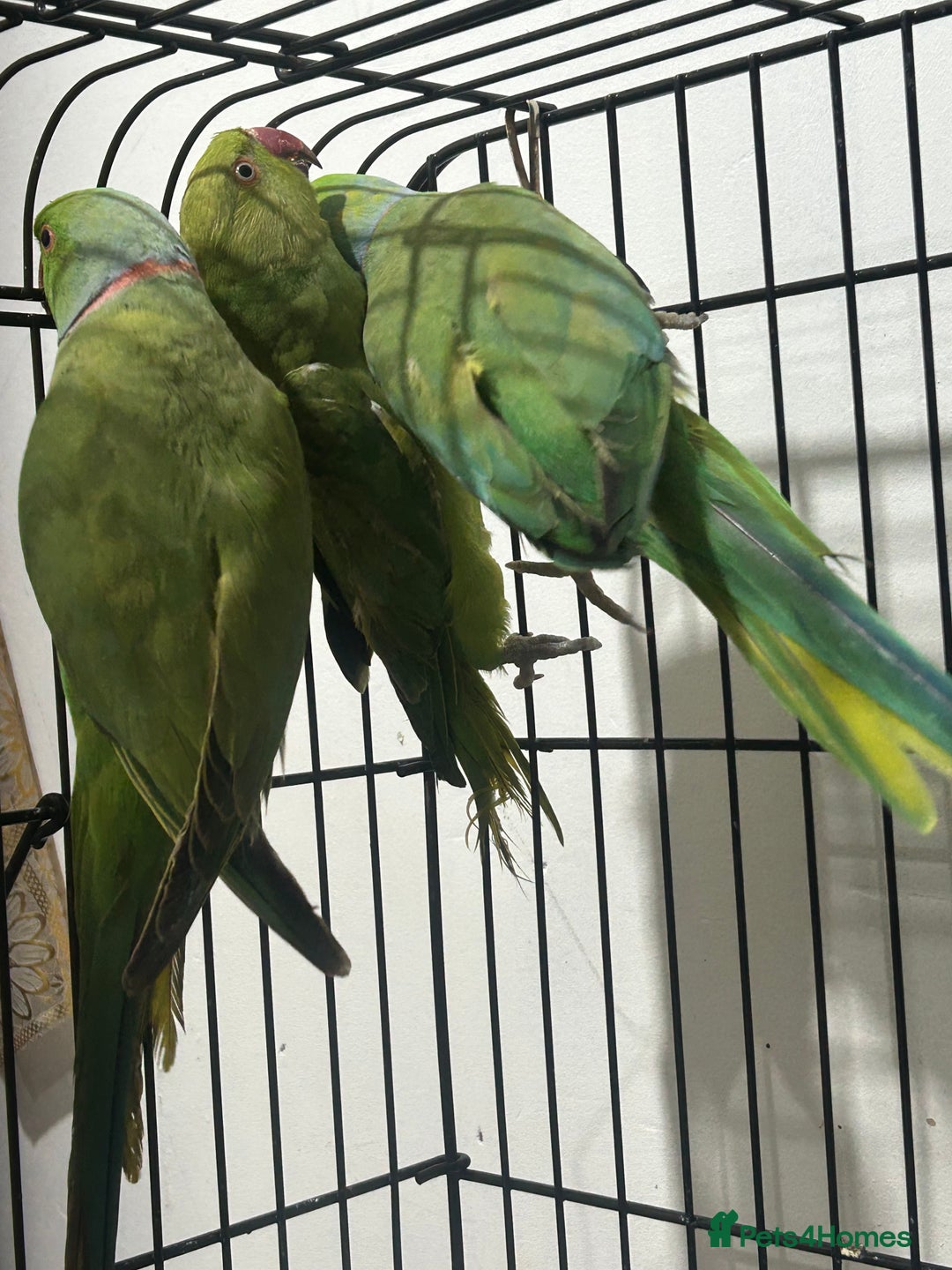 Ringnecks birds for sale: Indian ring neck - Image 13