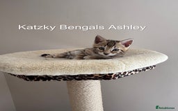 Bengal cats for sale: 😻Tica Best Bengal UK sired Kittens 🏆 🐾 🐱  - Image 17