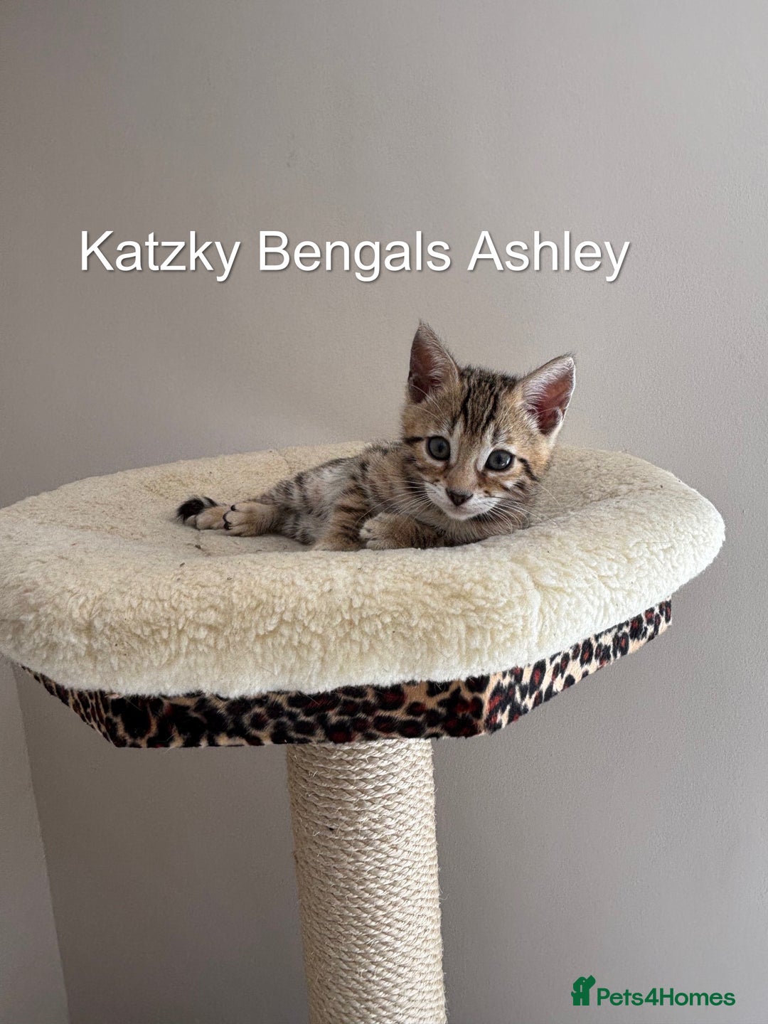 Bengal cats for sale: 😻Tica Best Bengal UK sired Kittens 🏆 🐾 🐱  - Image 17