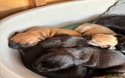 Mixed Breed dogs for sale: Boerboel X Mastiff - Image 5