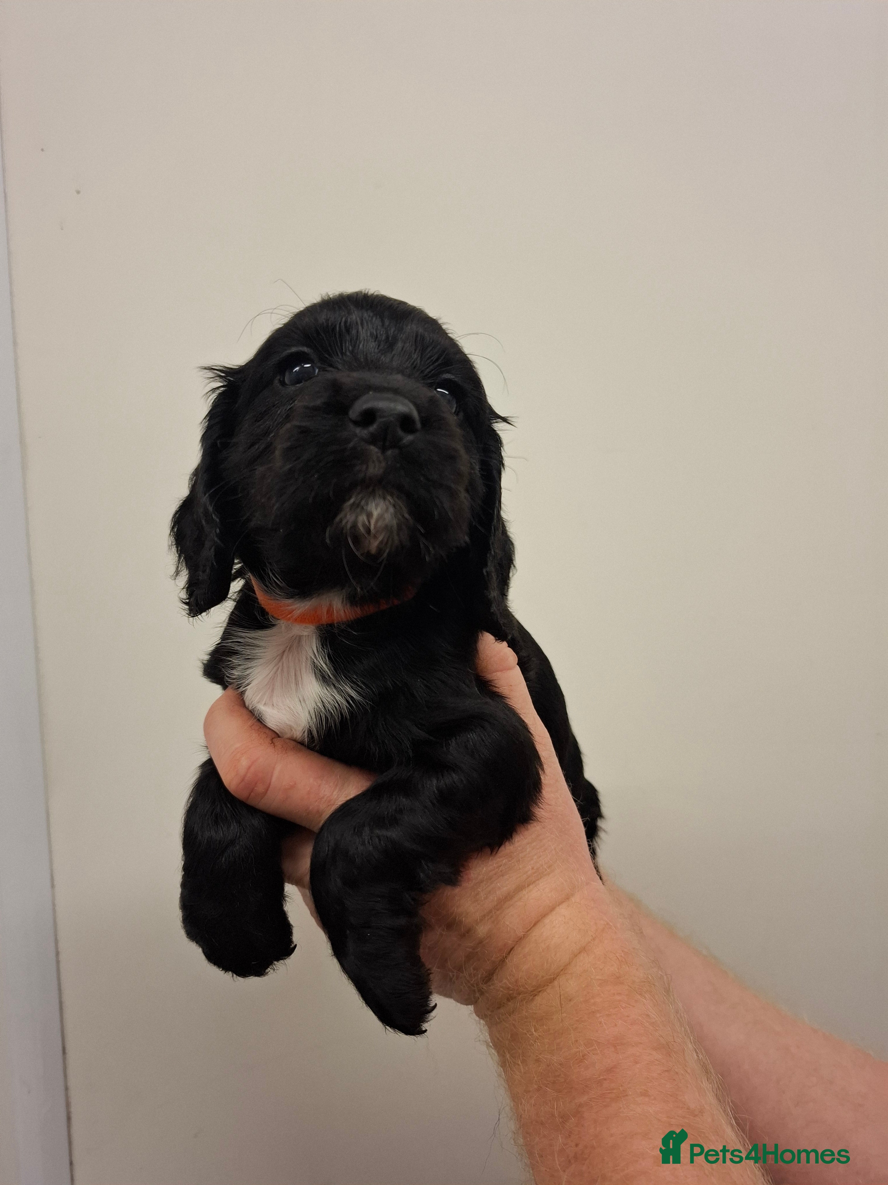 Cocker Spaniel dogs Black cocker spaniel puppies  - Advert 2