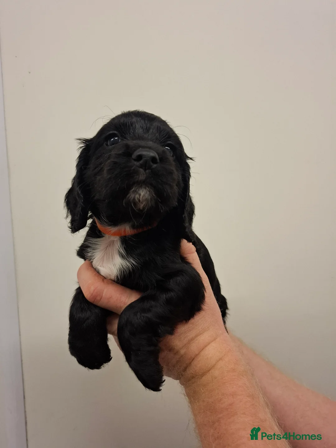 Cocker Spaniel dogs for sale: Black cocker spaniel puppies  - Advert 2