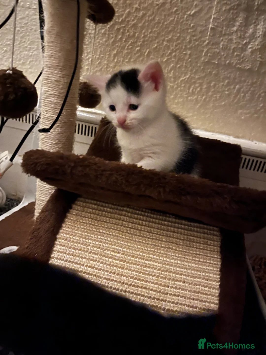 Domestic Shorthair cats for sale: 3 beautiful kittens.  in Walsall - Advert 10