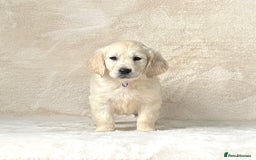 Golden Retriever dogs for sale: Stunning golden retriever puppies for sale  - Image 6