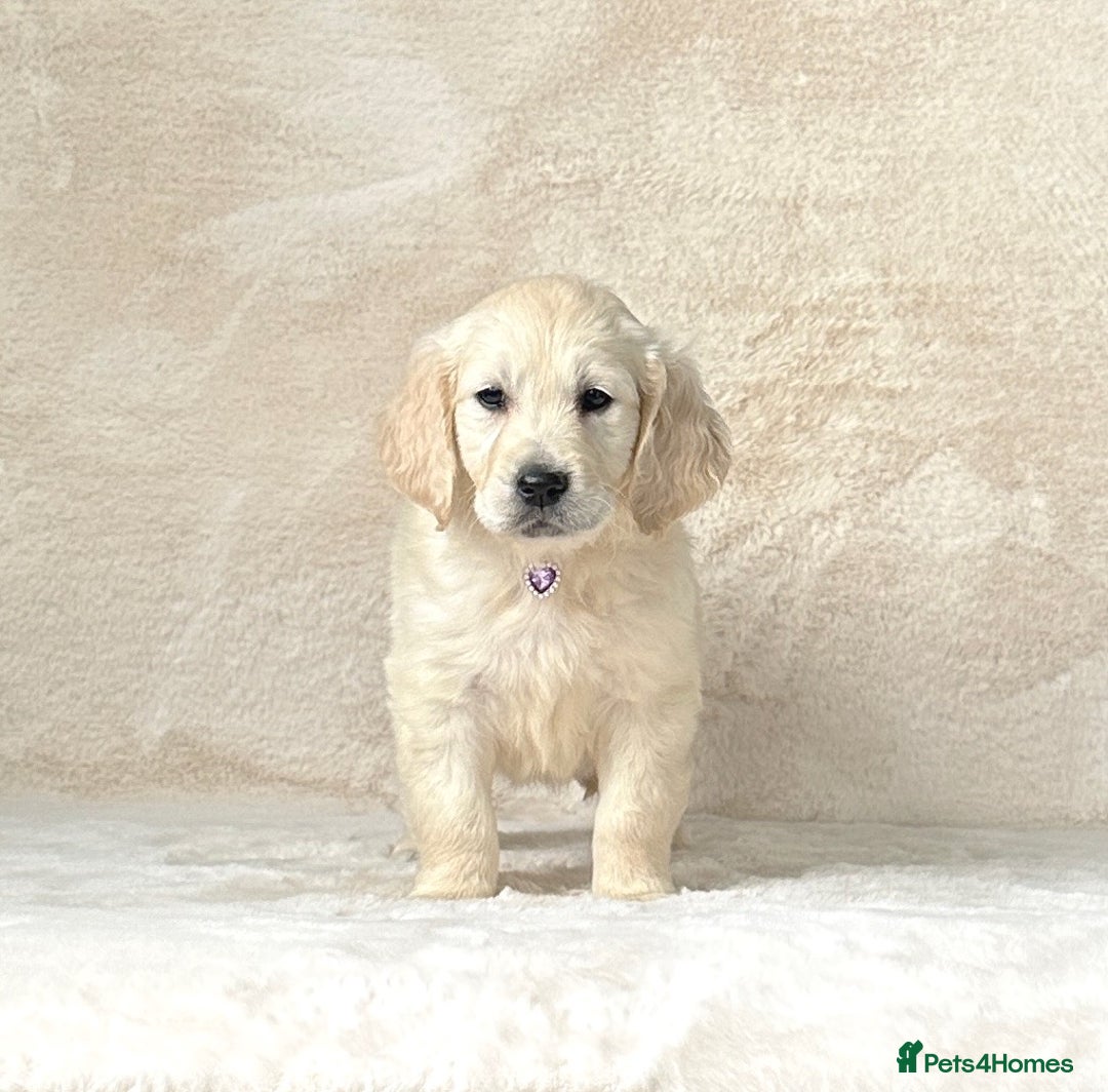 Golden Retriever dogs for sale: Stunning golden retriever puppies for sale  - Image 6
