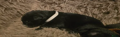  Puppy 6 - White 