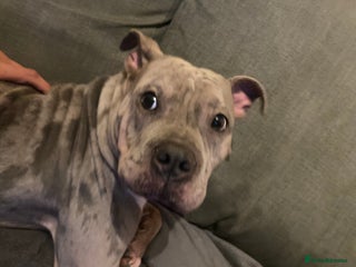 Mixed Breed dogs Prada looking for a new home - Advert 1