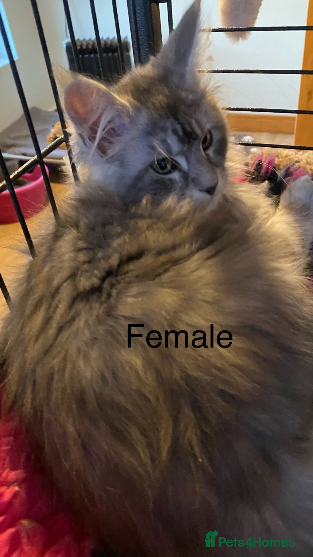 Maine Coon cats for sale: Pedigree Maine Coons - Advert 12