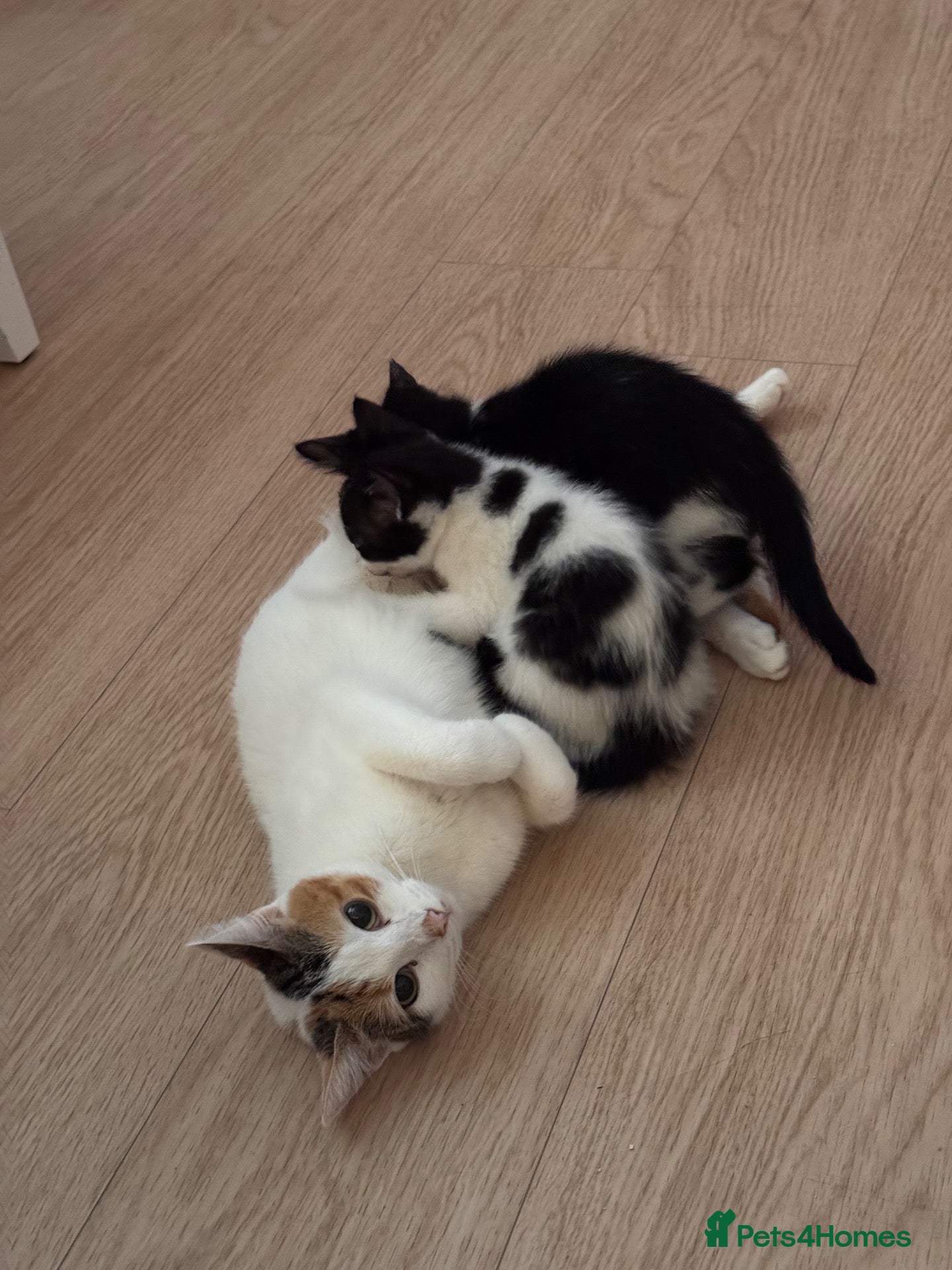 Mixed Breed cats Beautiful black and white boy looking for a home. - Advert 1