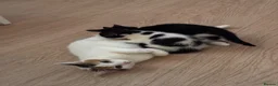 Mixed Breed cats for sale: Beautiful black and white boy looking for a home. in Newark - Advert 1