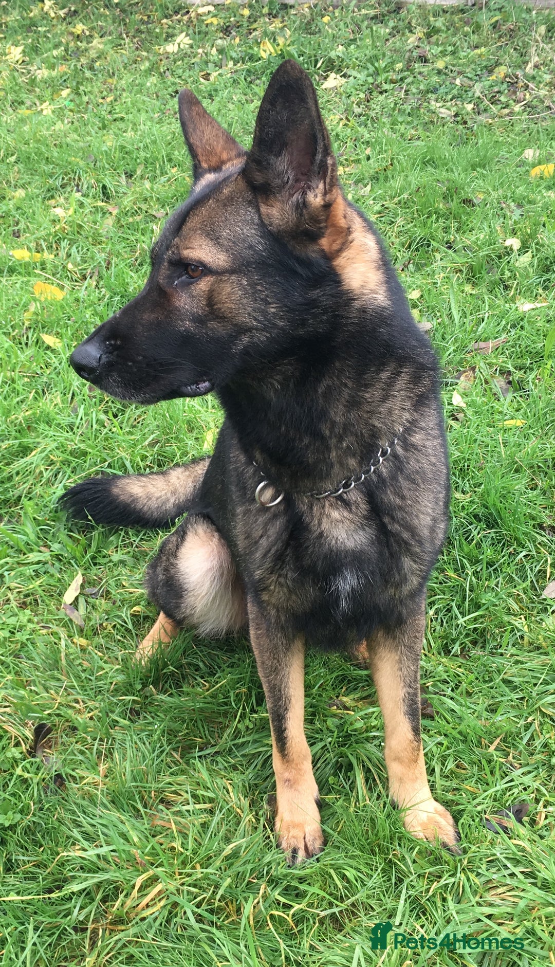 German Shepherd dogs for sale: German Shepherd Boy. - Advert 2