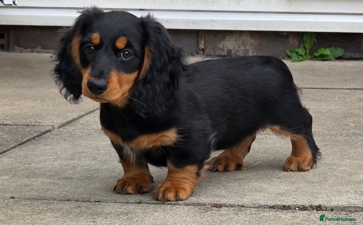 Miniature Dachshund dogs - Advert 1