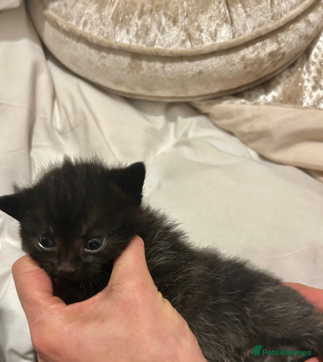 British Shorthair cats for sale: Bombay x British short hair kitten - Advert 10