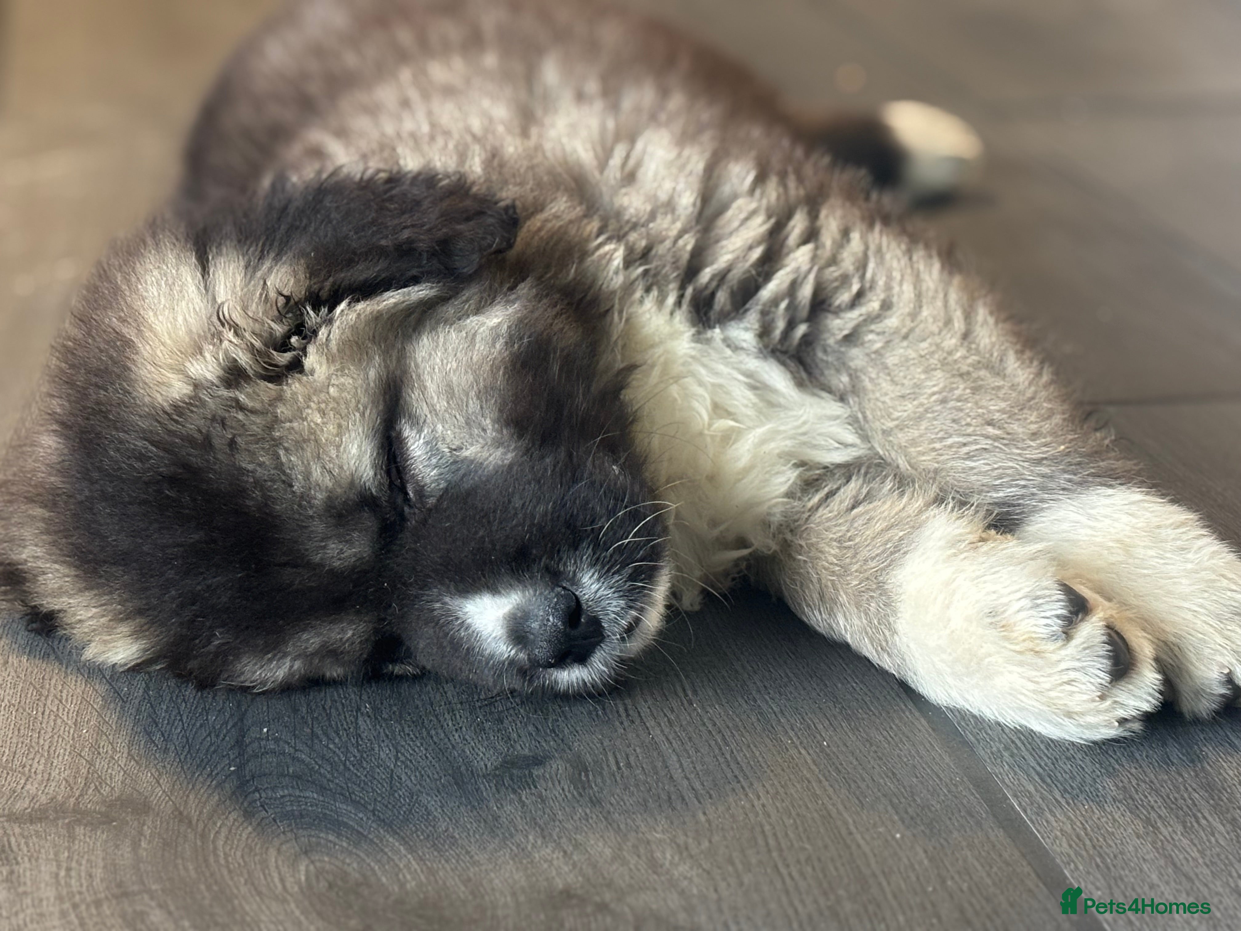 Caucasian Shepherd Dog dogs Caucasian Shepherds  - Advert 9