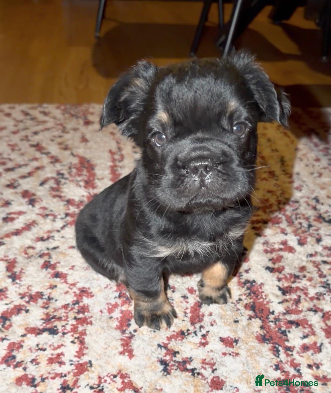 French Bulldog dogs ⭐️ REDUCED ⭐️ Stunning French Bulldog Puppies - Advert 9