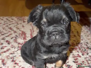 French Bulldog dogs ⭐️ REDUCED ⭐️ Stunning French Bulldog Puppies - Advert 9