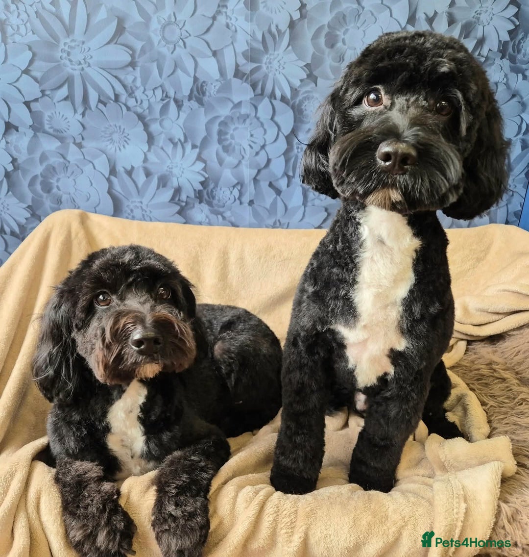 Mixed Breed dogs for sale: Last girl left. Ready to leave now 🥰 - Advert 16