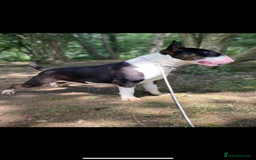 English Bull Terrier dogs for sale: Top Quality Bull Terrier Pups  - Image 6