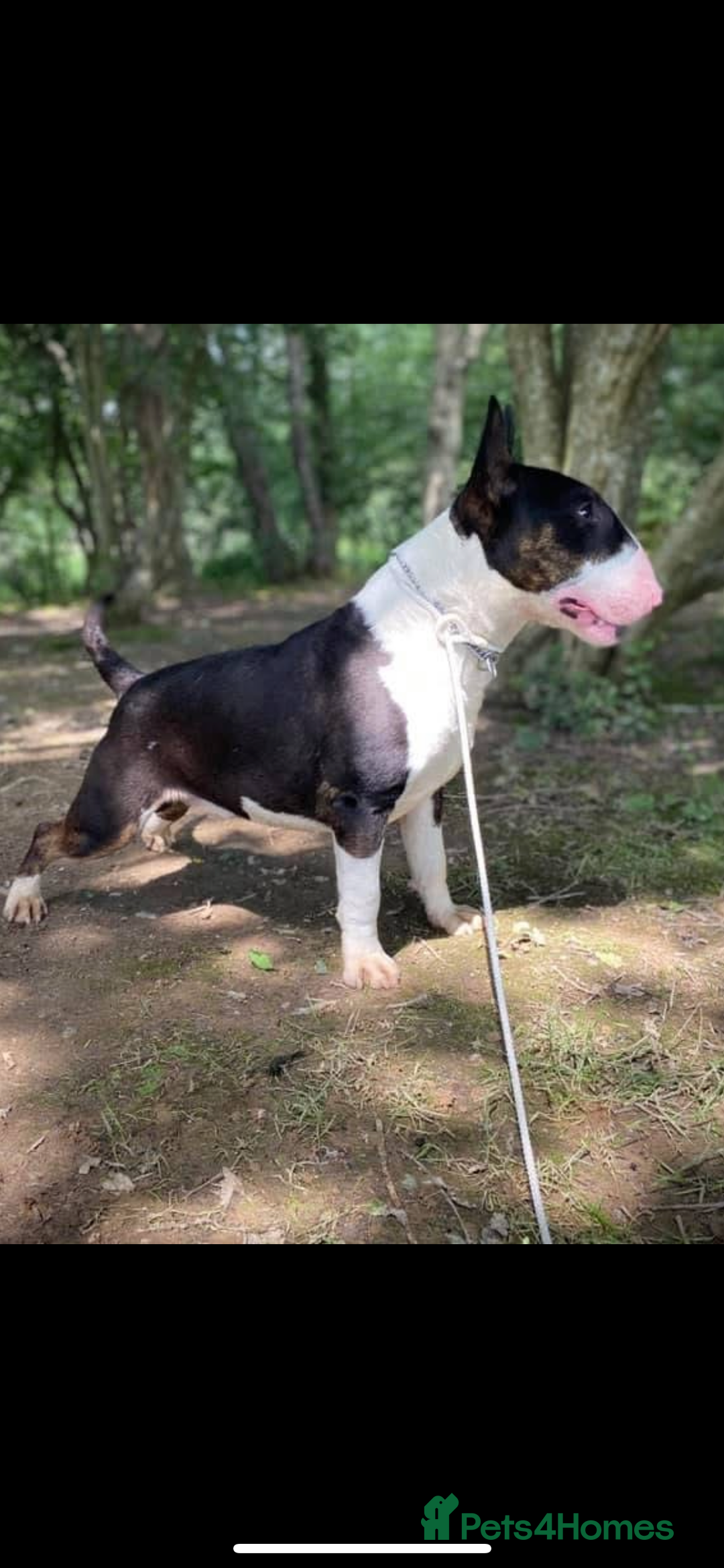 English Bull Terrier dogs for sale: Top Quality Bull Terrier Pups  - Image 6