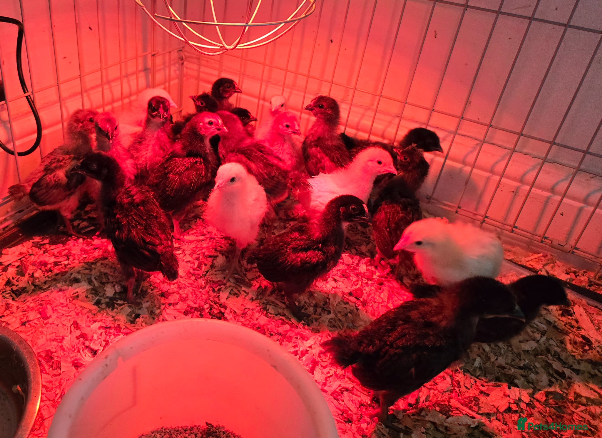 Chickens poultry for sale: Chicks for sale - Advert 2