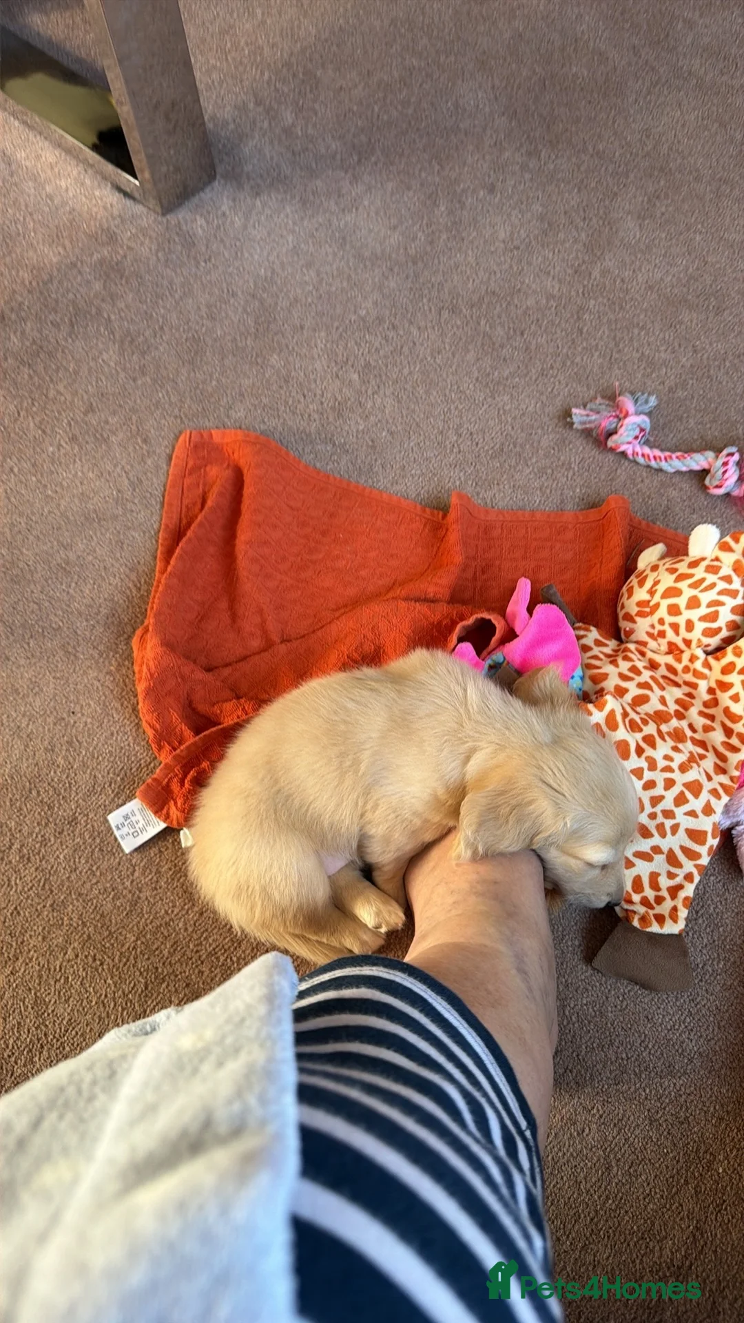 Miniature Dachshund dogs for sale: Dachshund miniature cream long hair  - Advert 6