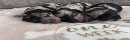 Miniature Dachshund dogs for sale: 🖤🍦 STUNNING SILVER DAPPLE & CREAM LONGHAIR 🍦🖤  - Advert 10