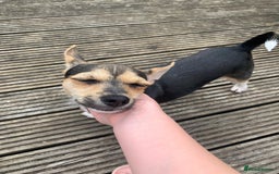 Mixed Breed dogs for sale: 23 month old chihuahua x border terrier female  - Image 5