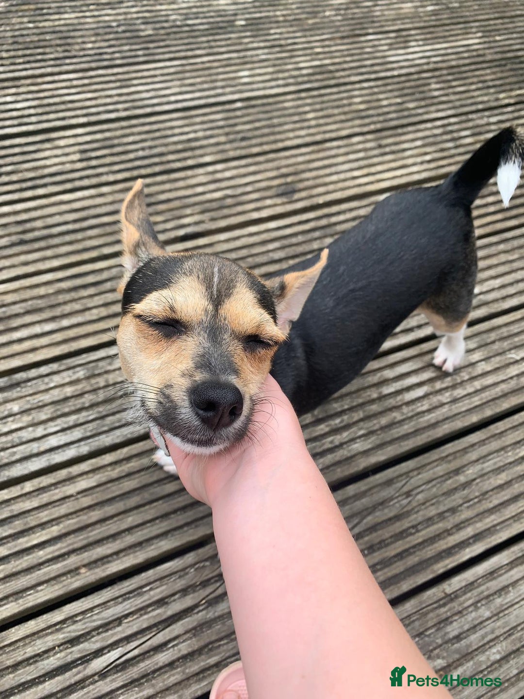 Mixed Breed dogs for sale: 23 month old chihuahua x border terrier female  - Image 5