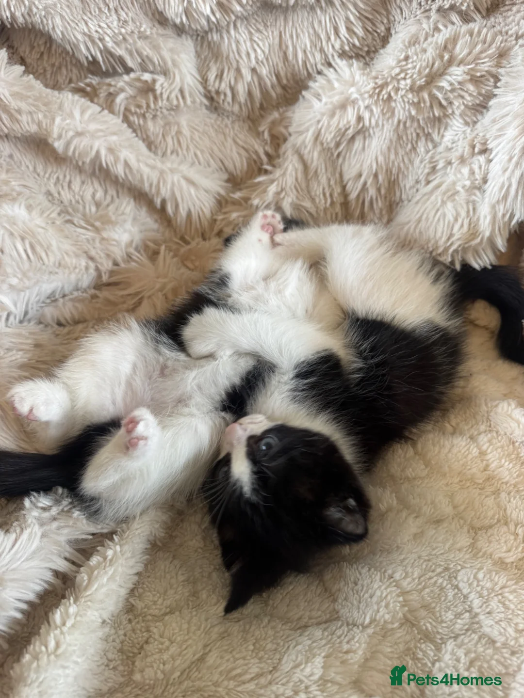 Mixed Breed cats for sale: Beautiful Ragdoll crosses 🐾 - Advert 2