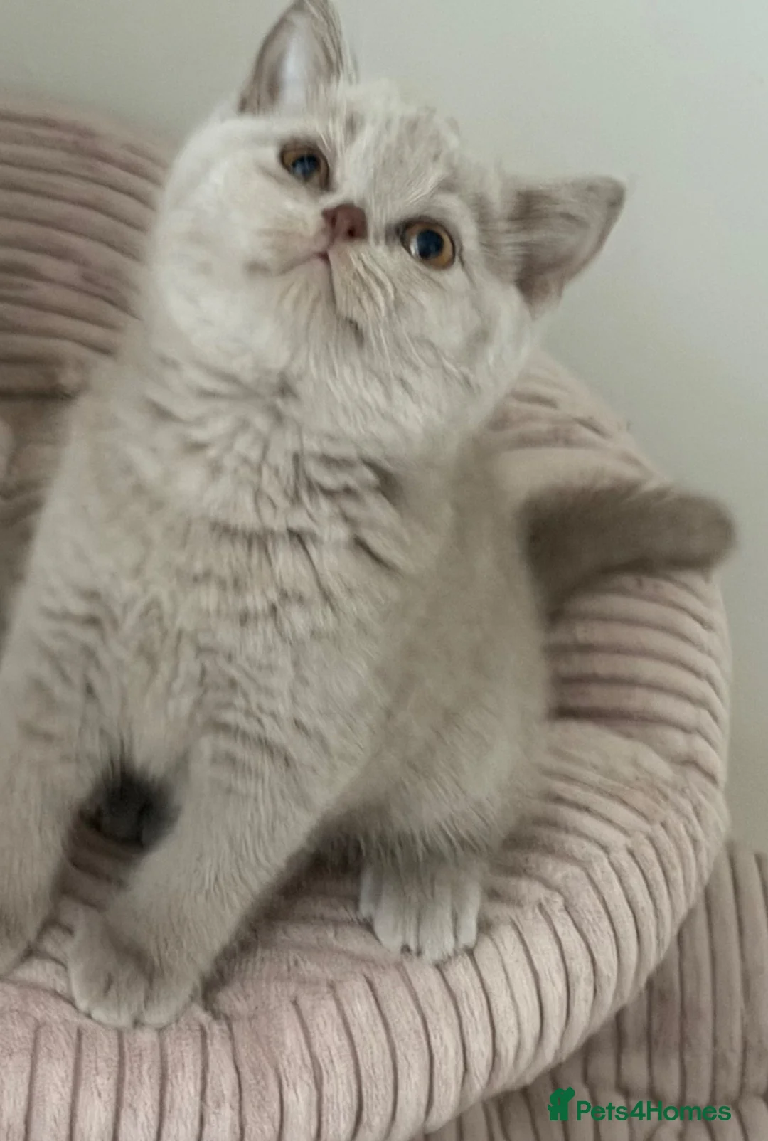 British Shorthair cats for sale: Pretty British Shorthair Kittens - Advert 12