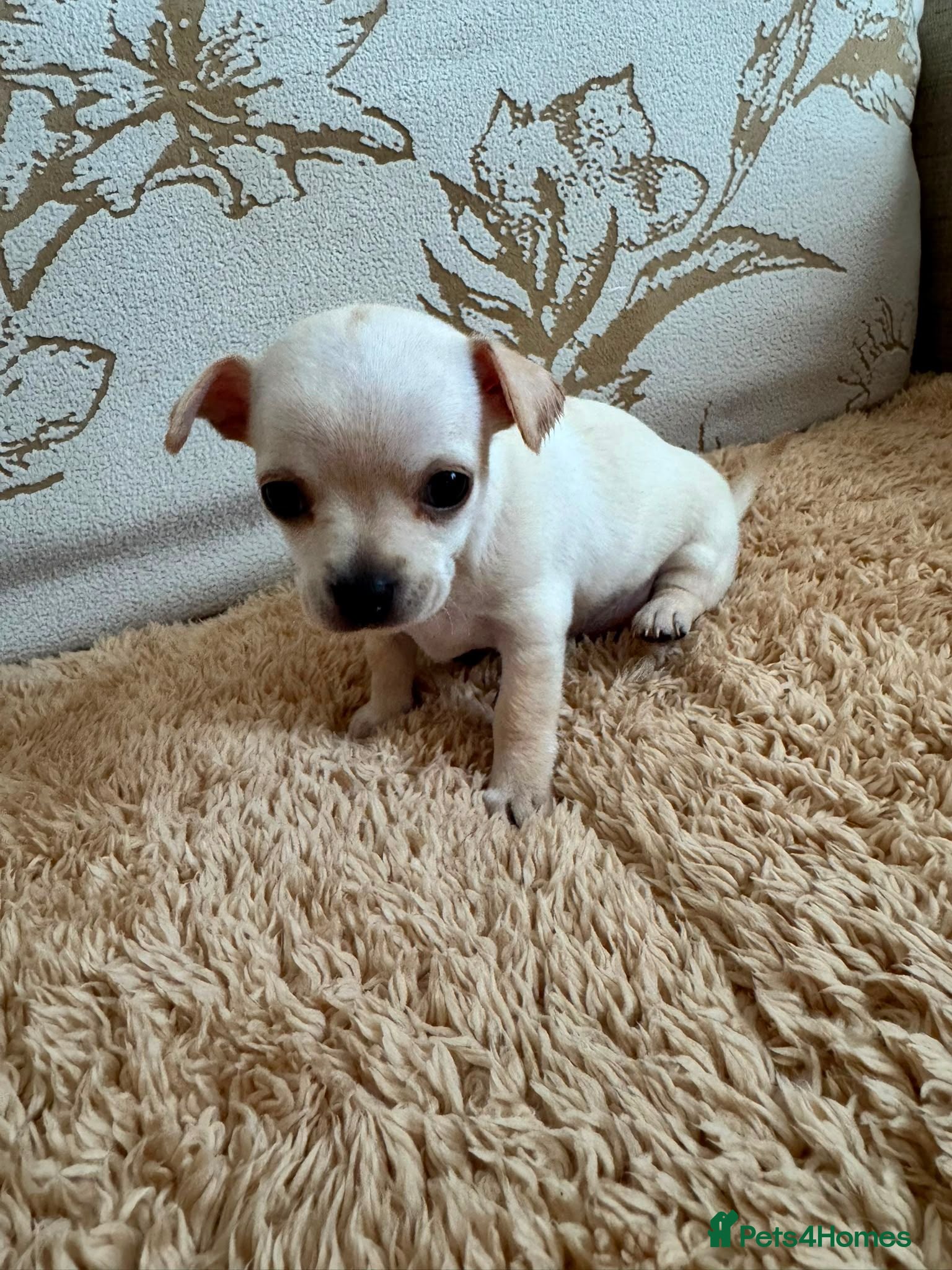 Chihuahua dogs Chihuahua Puppies  - Advert 3