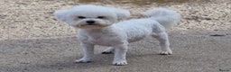 Bichon Frise dogs for stud: 💥STUNNING PROVEN CHAMP SIRED KC BICHON FOR STUD💥 - Advert 1