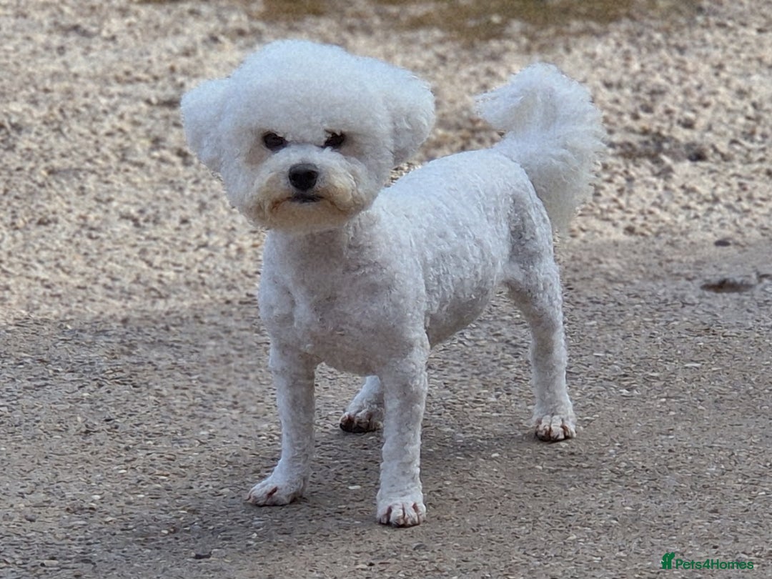 Bichon Frise dogs for stud: 💥STUNNING PROVEN CHAMP SIRED KC BICHON FOR STUD💥 - Advert 1
