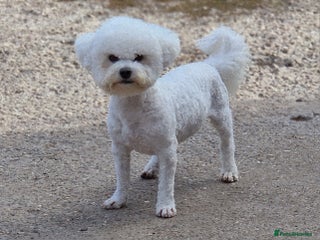 Bichon Frise dogs 💥STUNNING PROVEN CHAMP SIRED KC BICHON FOR STUD💥 - Advert 10