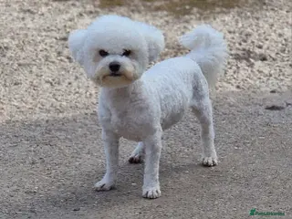 Bichon Frise dogs 💥STUNNING PROVEN CHAMP SIRED KC BICHON FOR STUD💥 - Advert 4