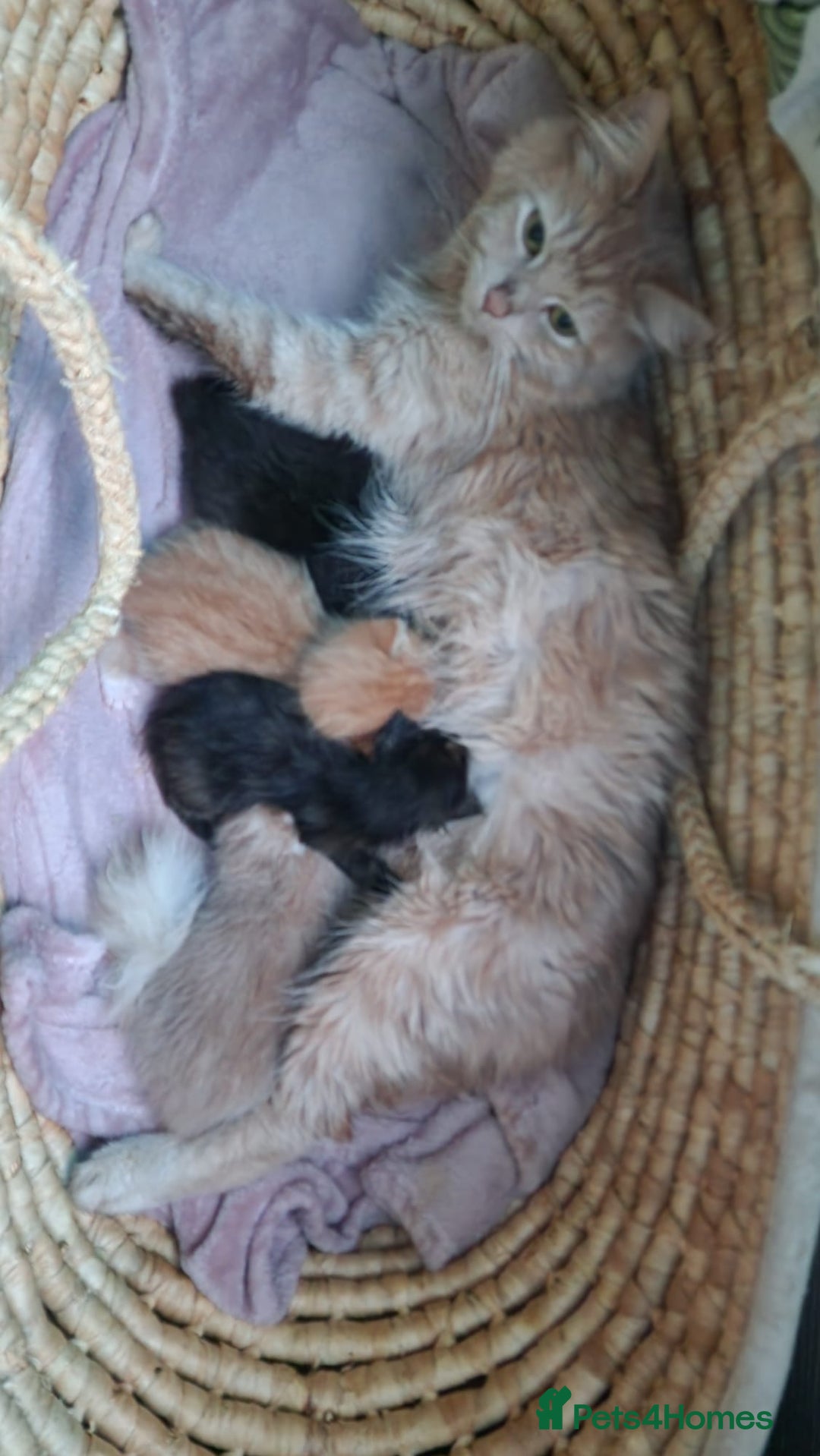 Mixed Breed cats for sale: Kittens for sale - Advert 3