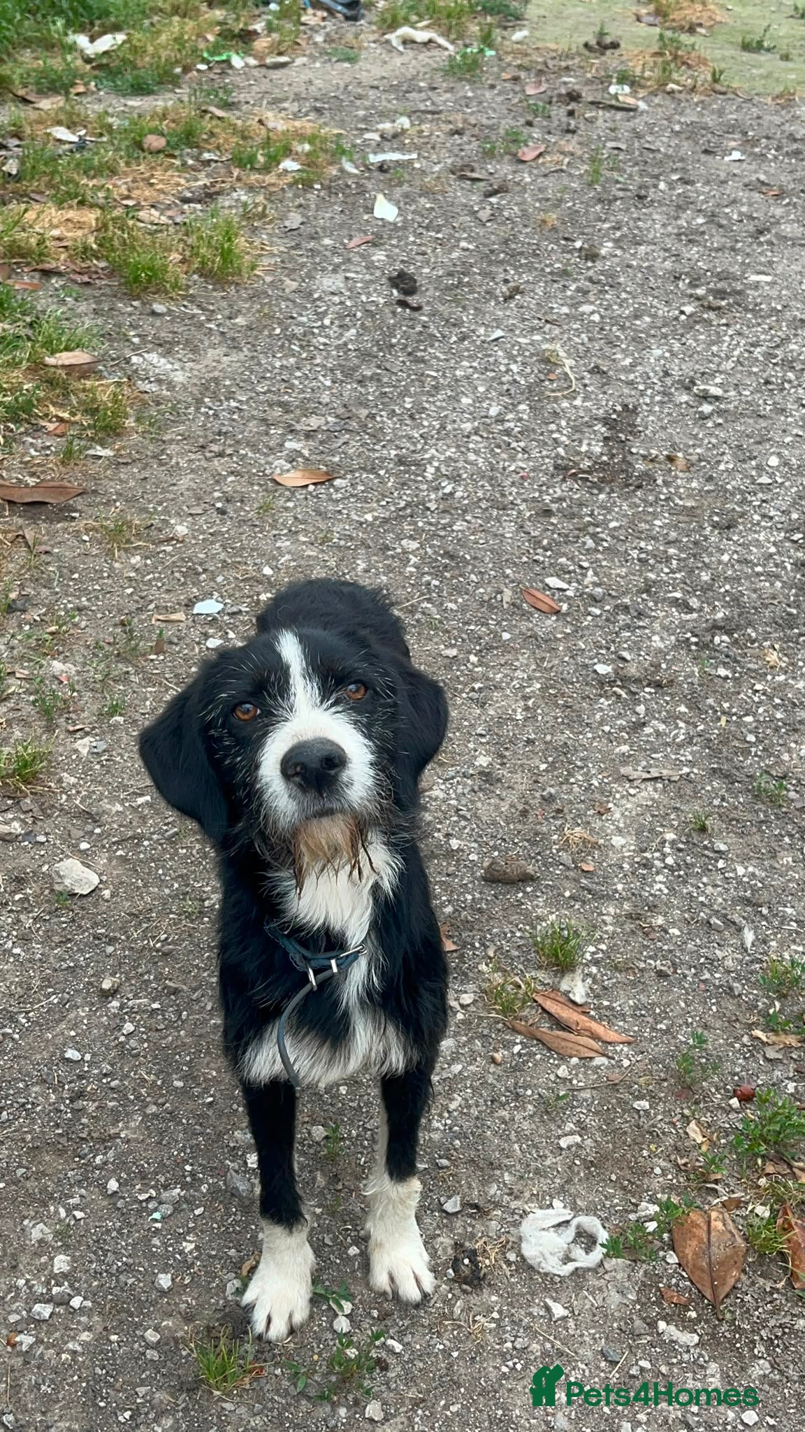 Mixed Breed dogs for adoption: Dracaris in Alfreton - Advert 9