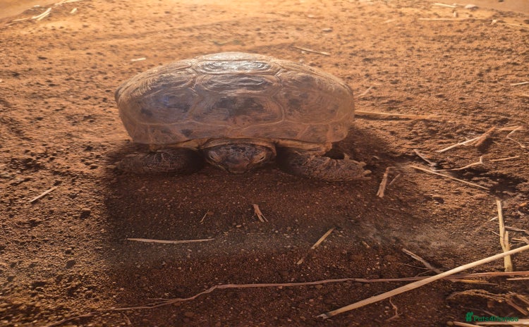 Tortoise reptiles - Advert 3